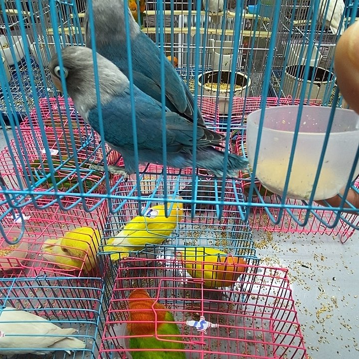 虎皮鹦鹉普兰一对