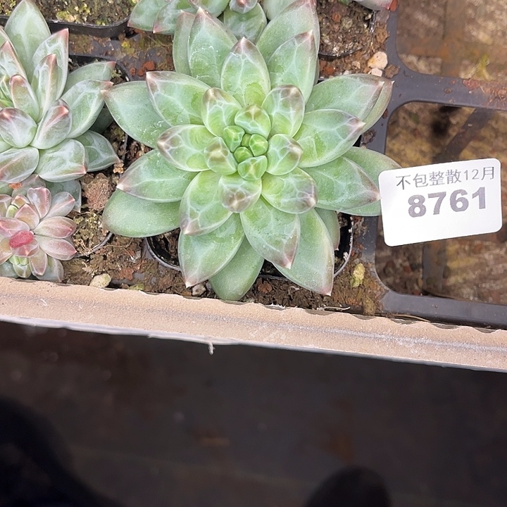 阿雅园艺。        8761