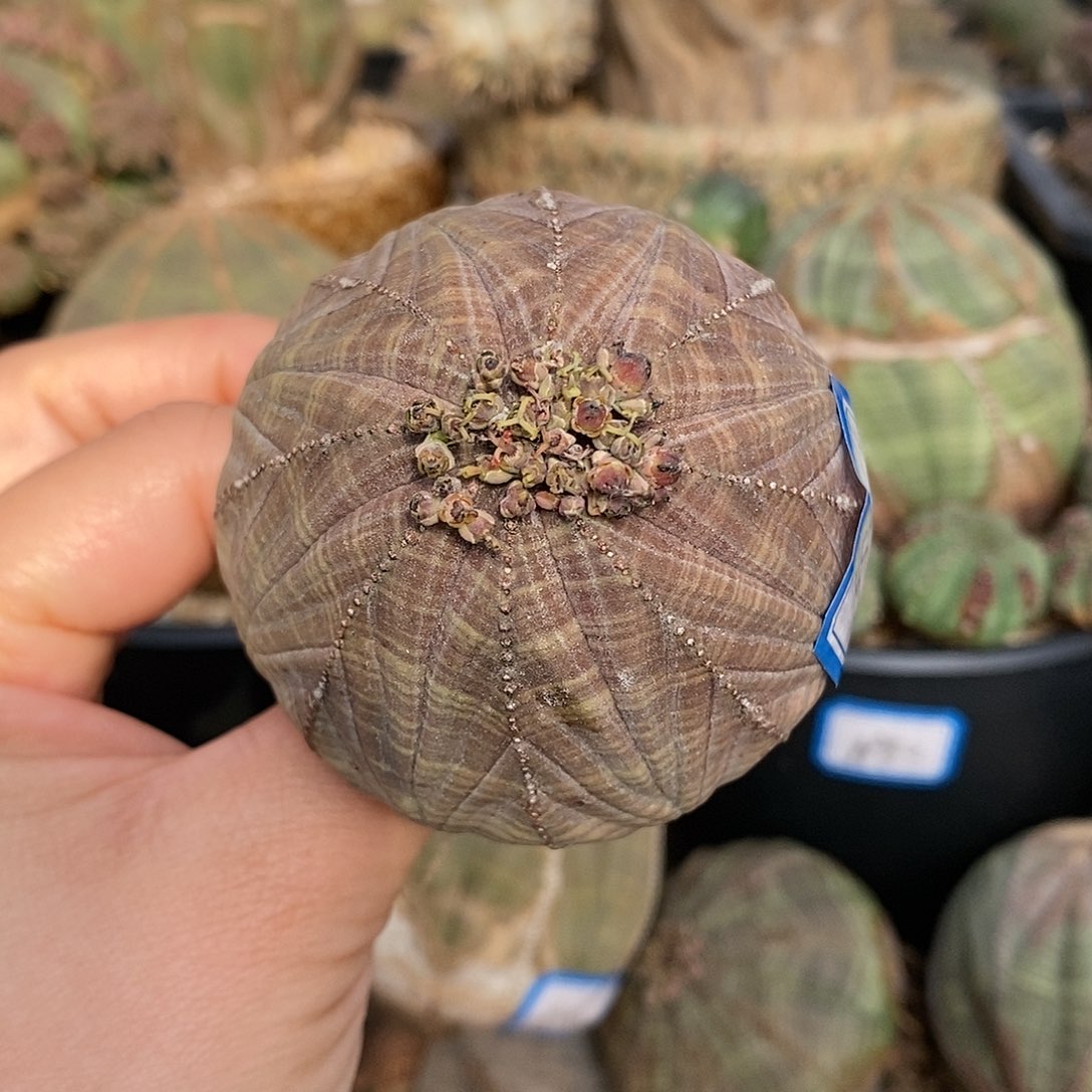 欧系布纹球多肉植物
