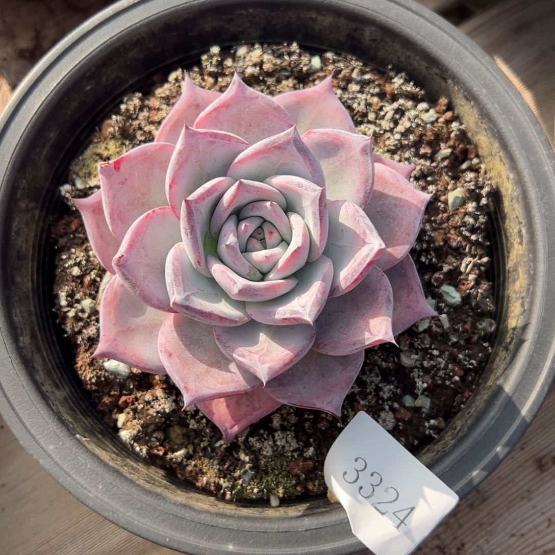 九*3324肉肉肉肉肉肉