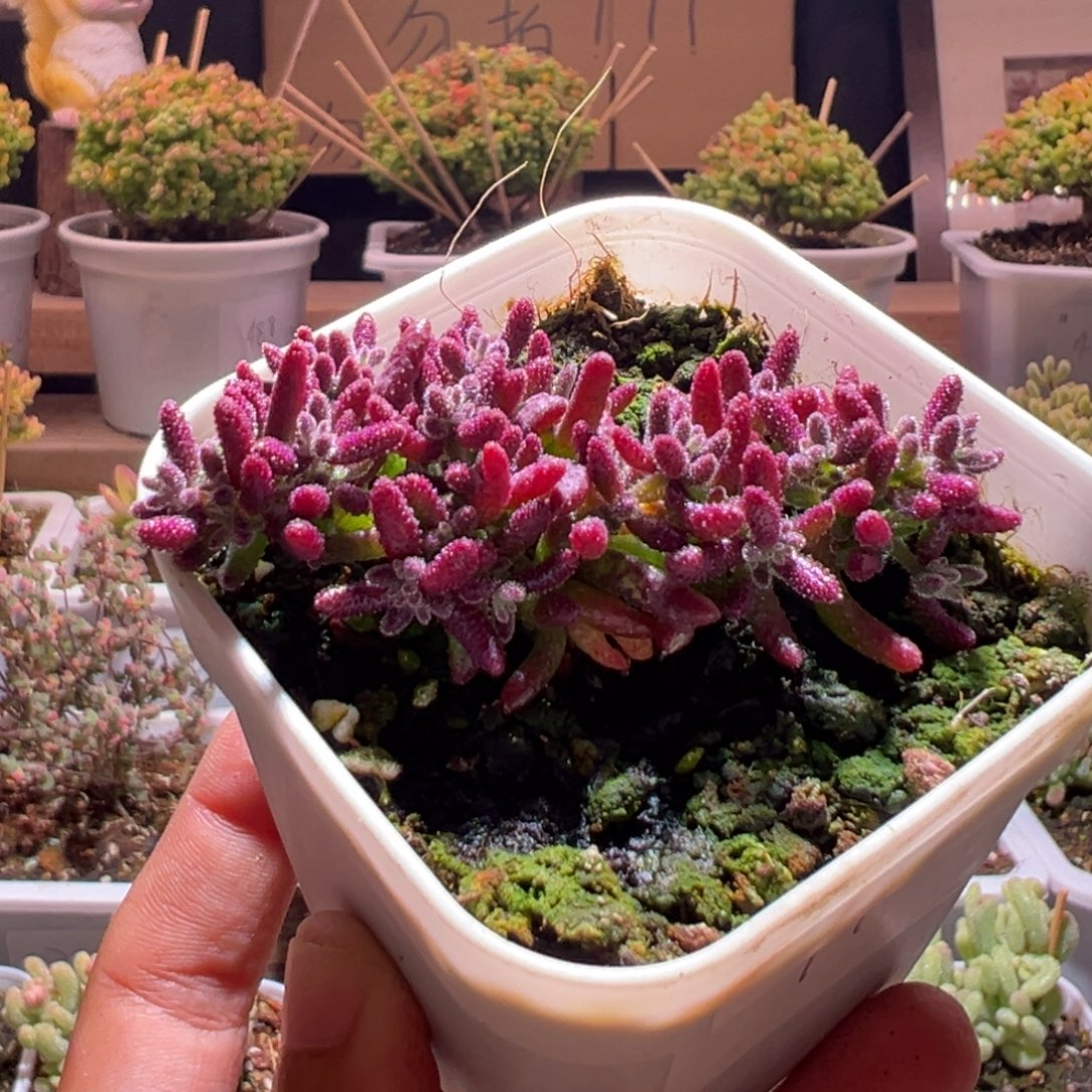 498红麒麟一物一拍包开箱