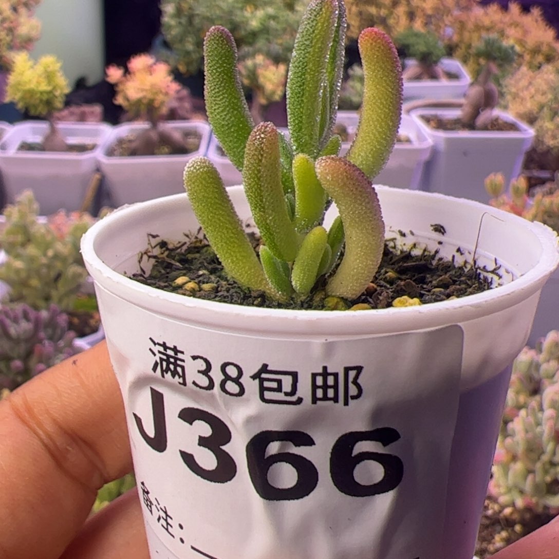 708多肉植物枝干钻石黄锦阴阳拉丝锦