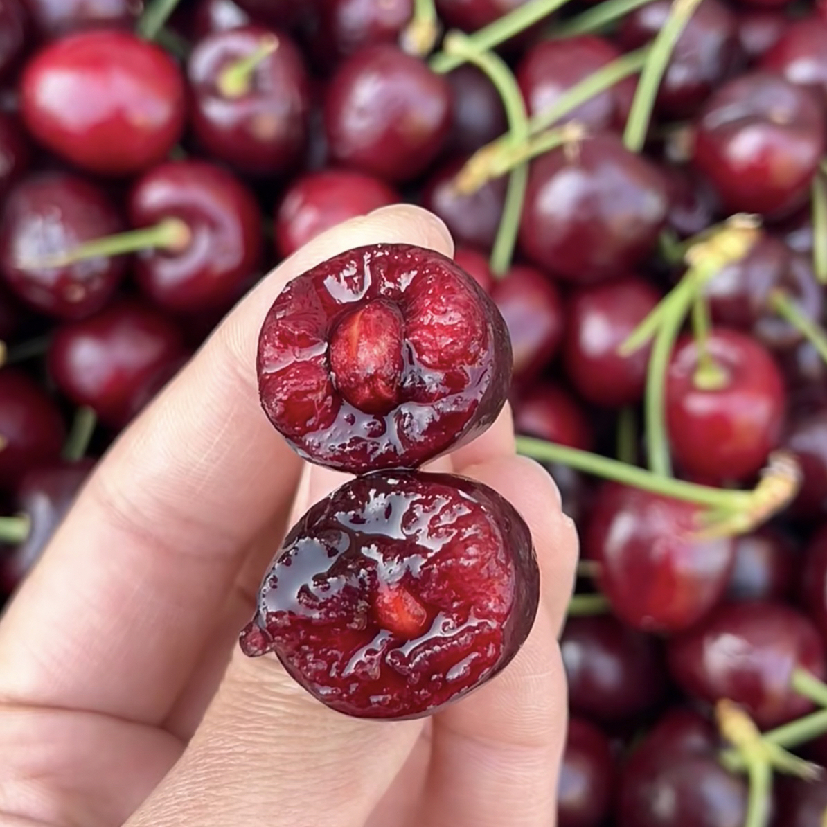 XLD智利桑提娜车厘子2.5斤海运智利