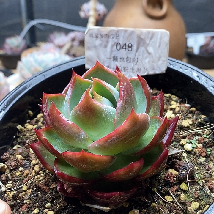 惊鸿仙子单头048