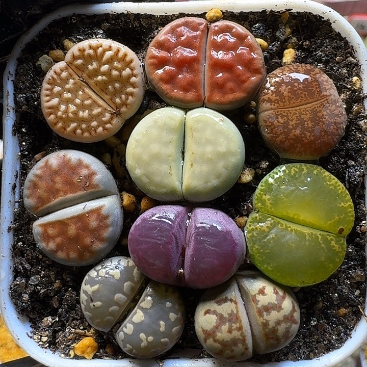生石花1121222。  167