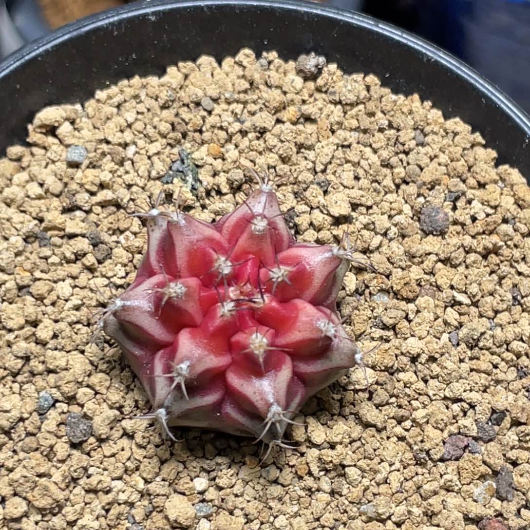 当前无花朵，栽培后可花朵BELOVE