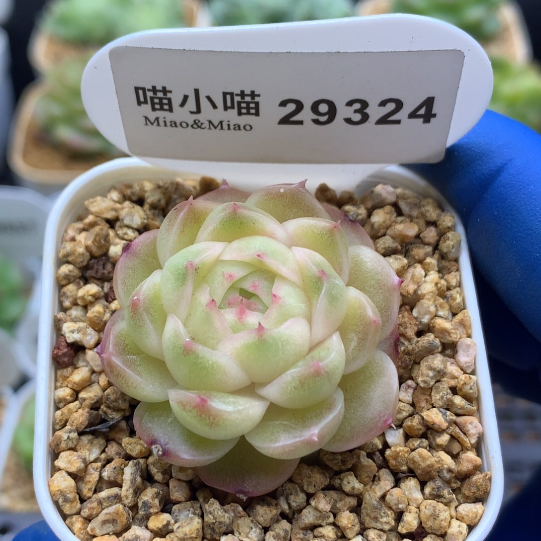 多肉植物杂交珍妮