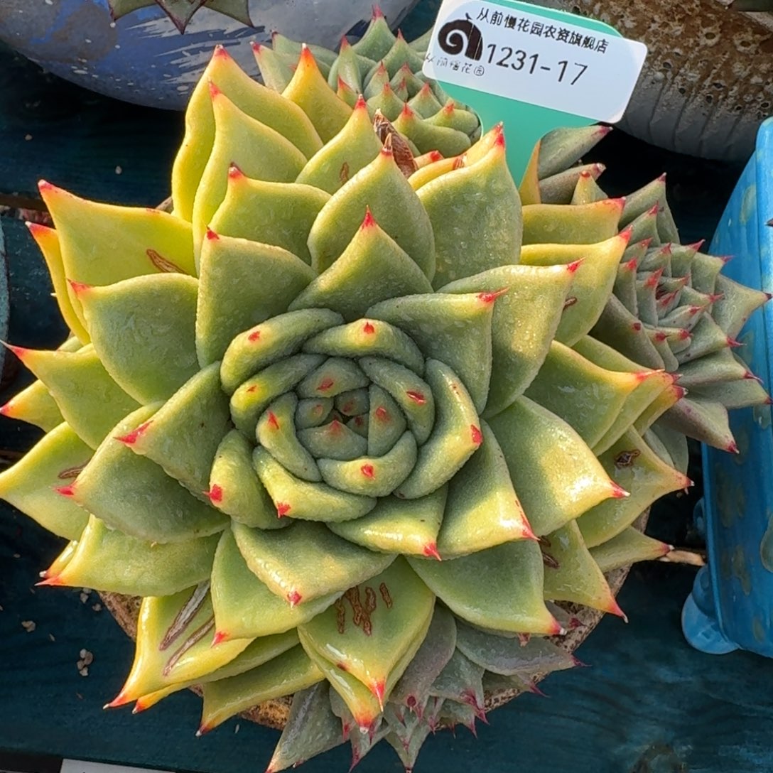 从前慢花园多肉编号1231-17