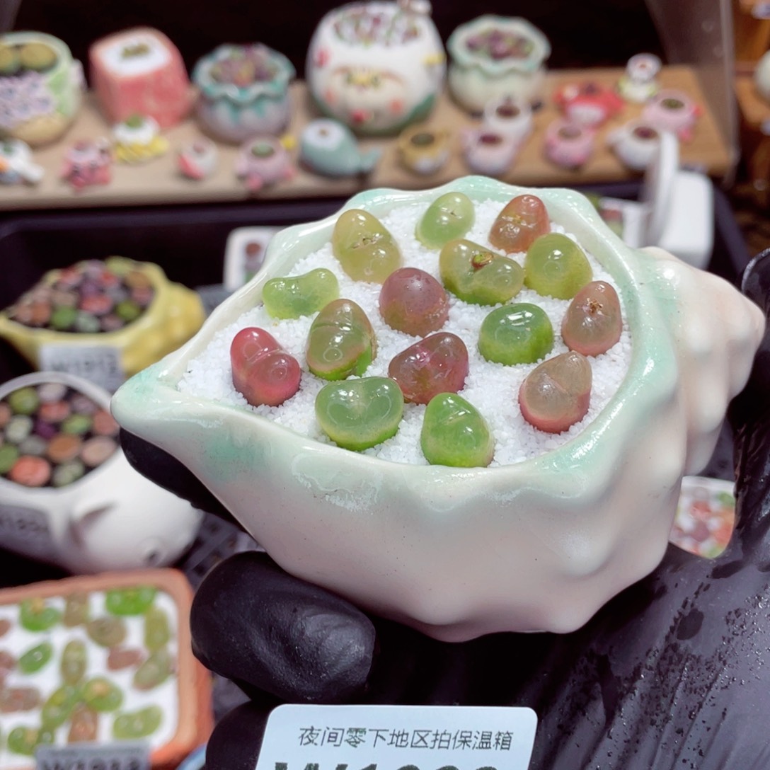 夜间零下地区拍保温箱w1923