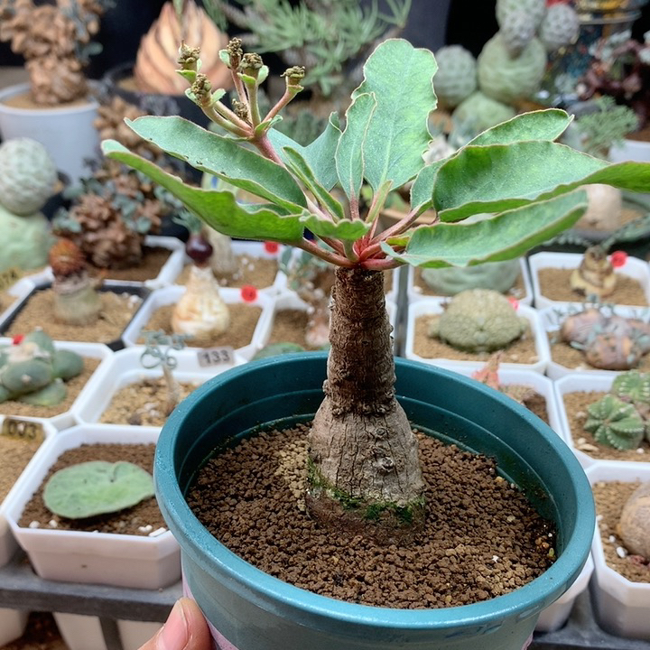 土拨鼠大戟产地带盆