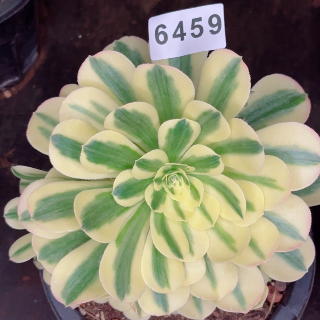 迈巴赫多肉发货发货