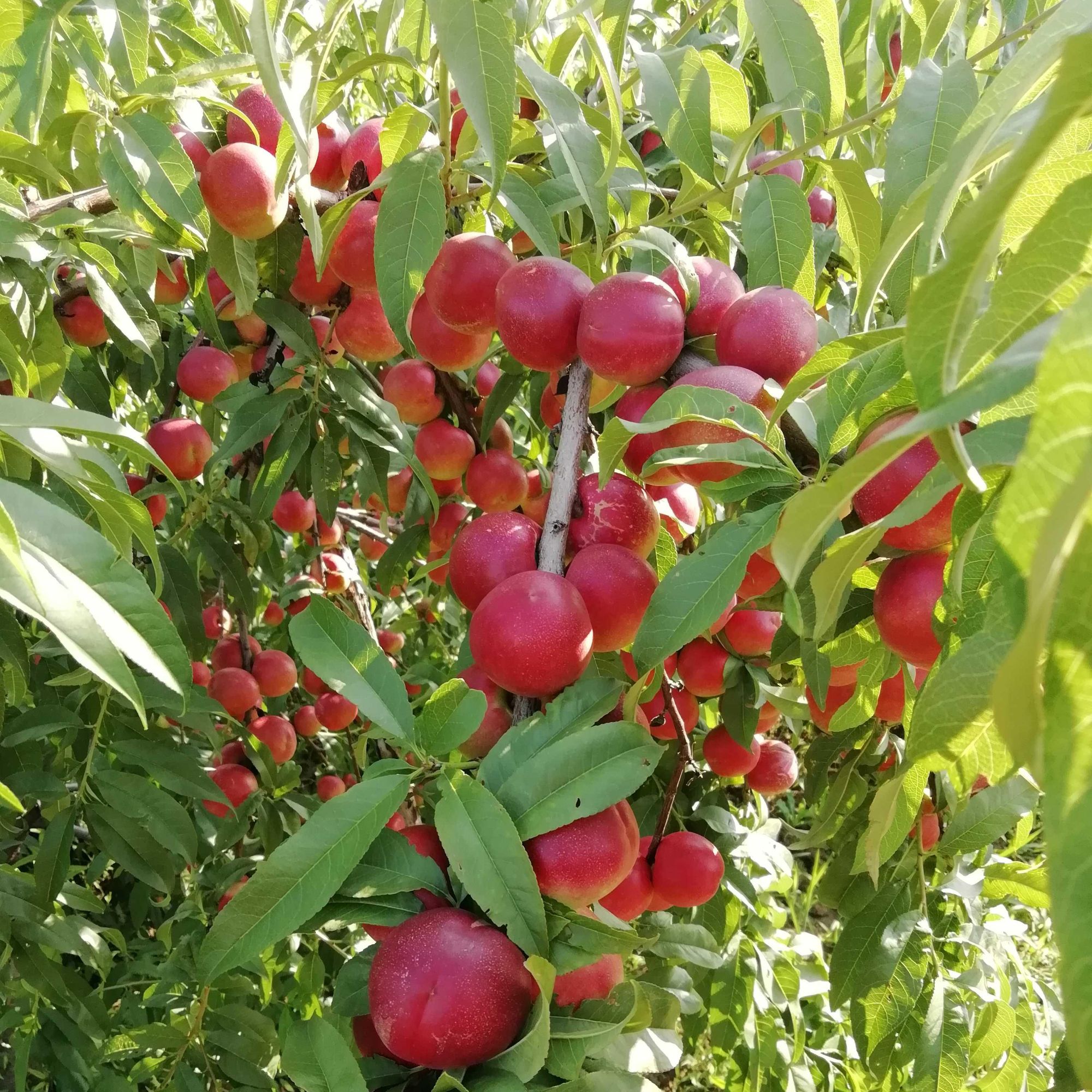 珍珠枣油桃8号种苗树苗