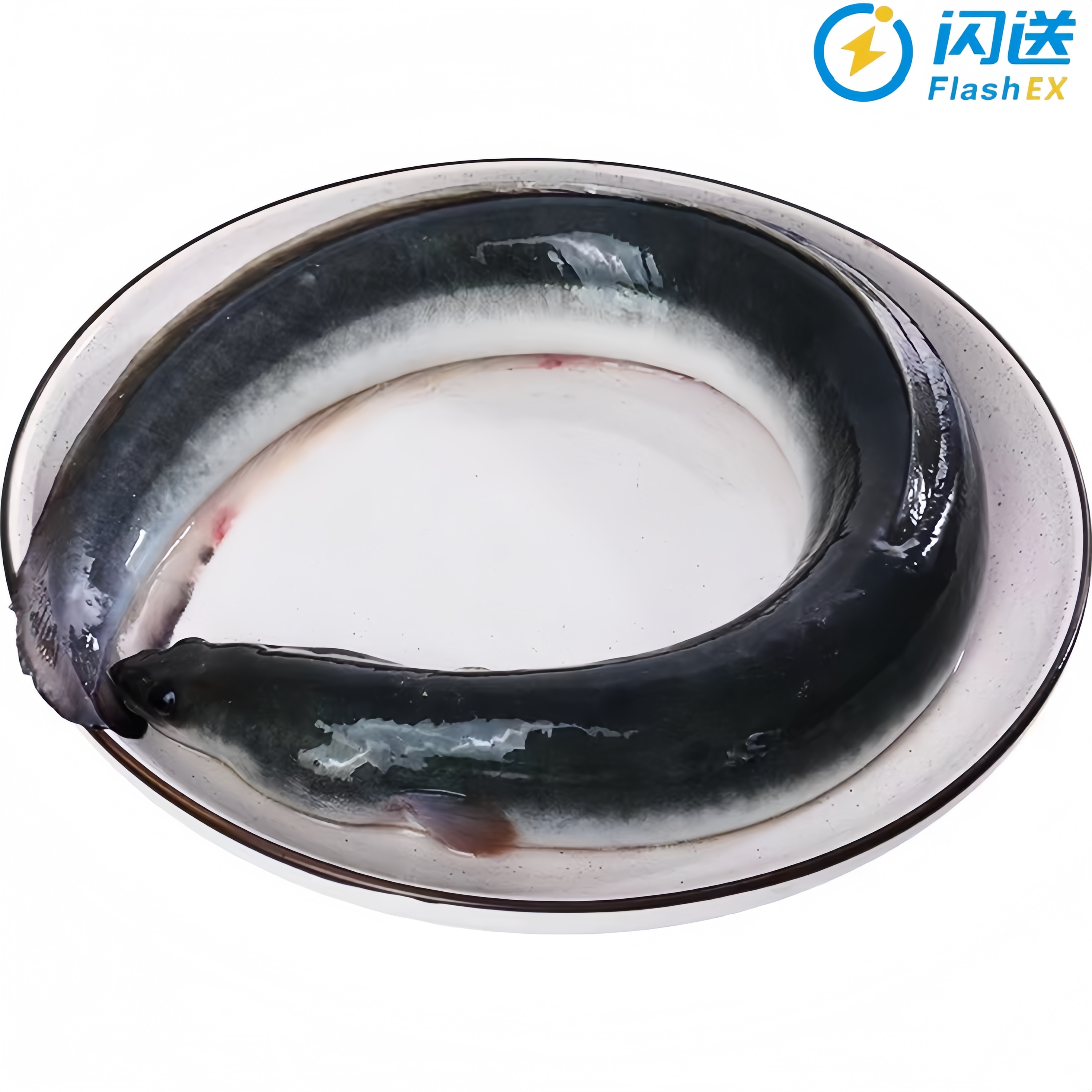 鲜活 白鳝  1.3-1.5斤/条