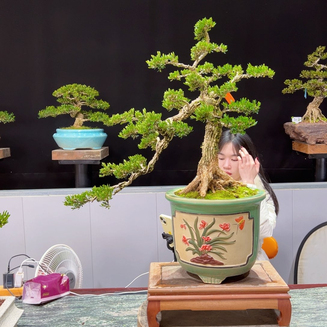 绿植黄杨盆景盆景