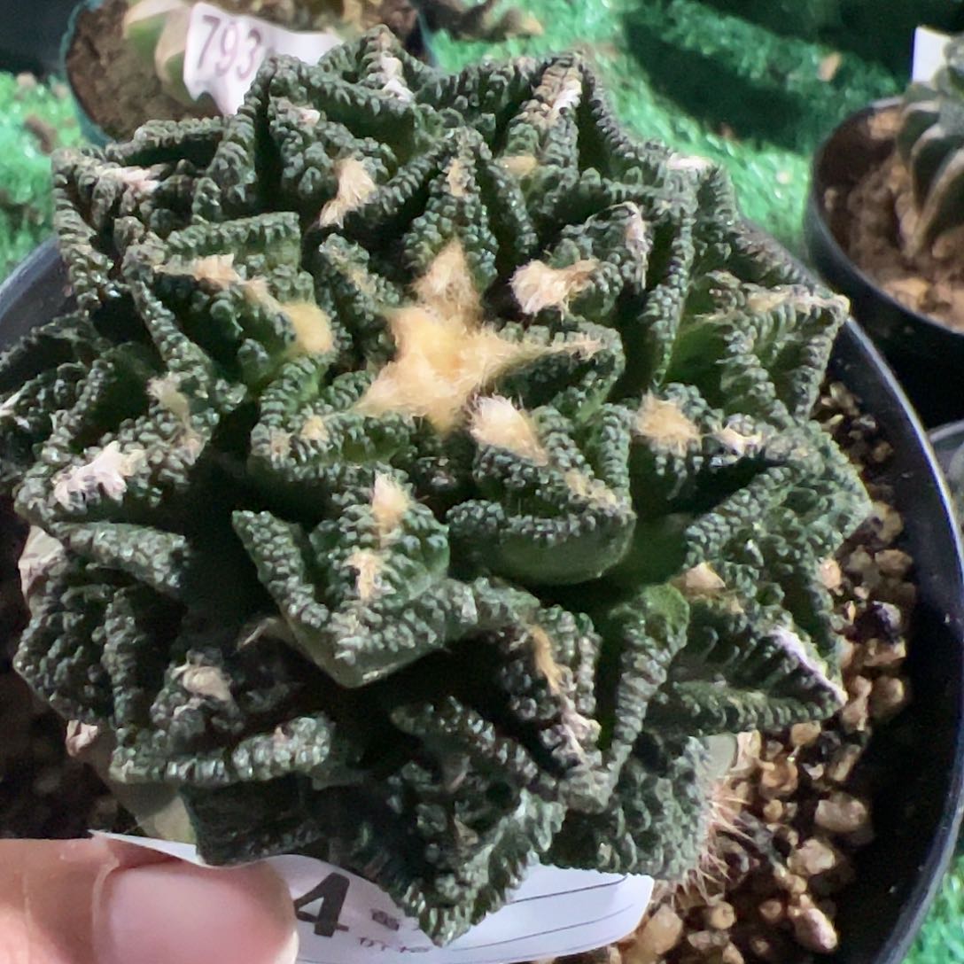 辛顿牡丹仙人球414