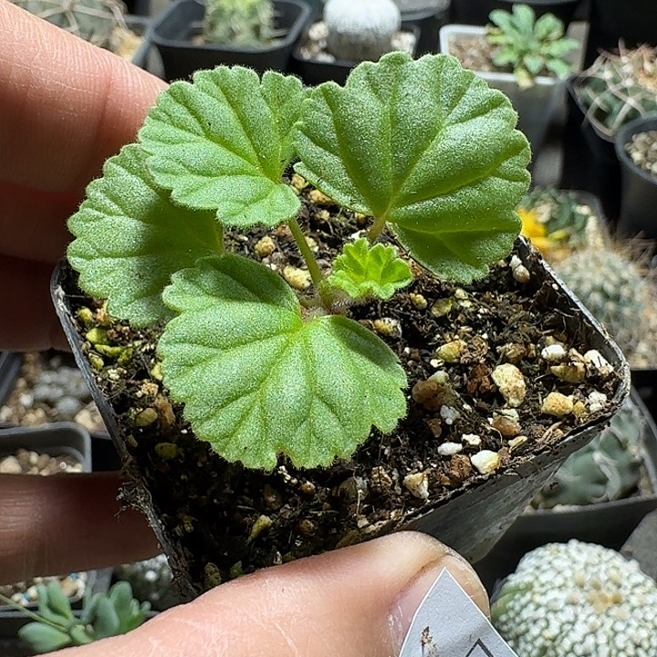 464香草冰激凌洋葵带盆发货