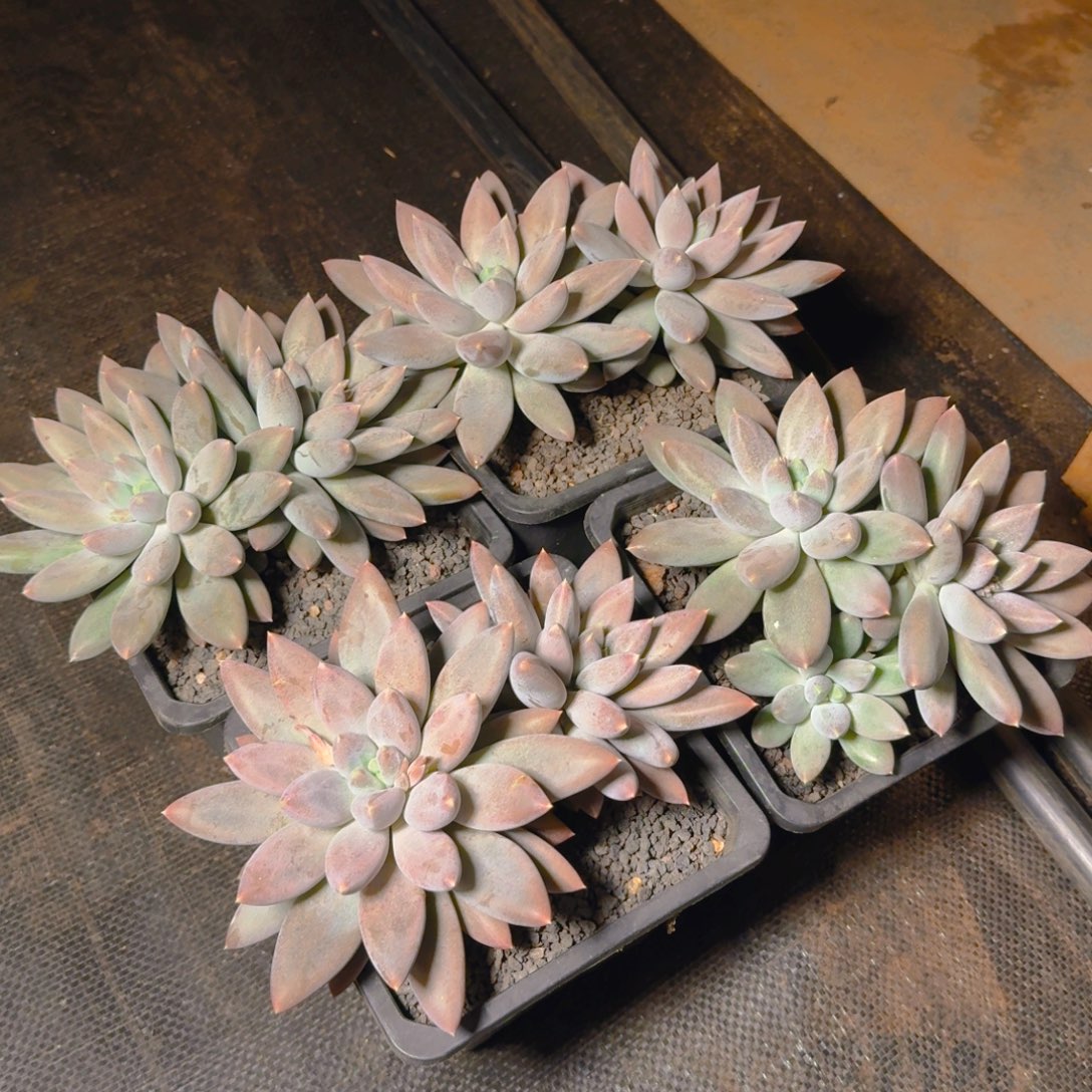 27376382828171719919