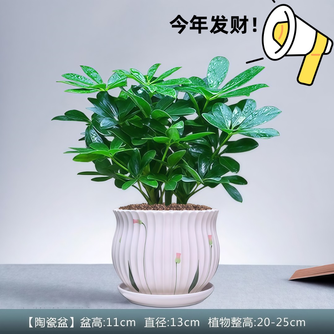 精选八方来财小盆栽招财树室内鲜活好养发财水培花卉客厅阳台植株