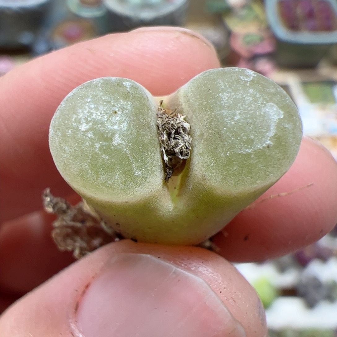 【闪购商品】42 风铃