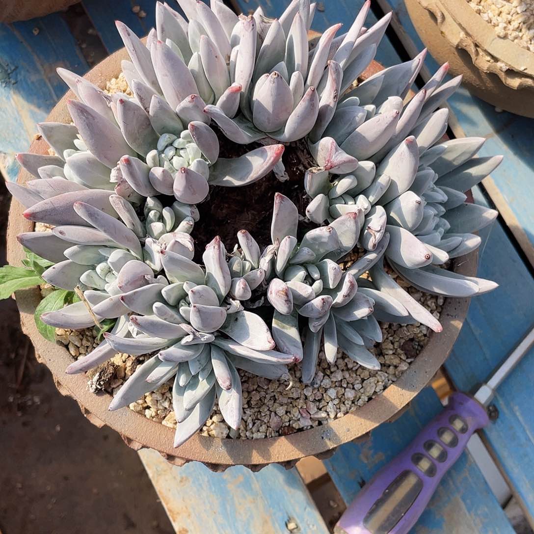 泡芙多头老桩群生