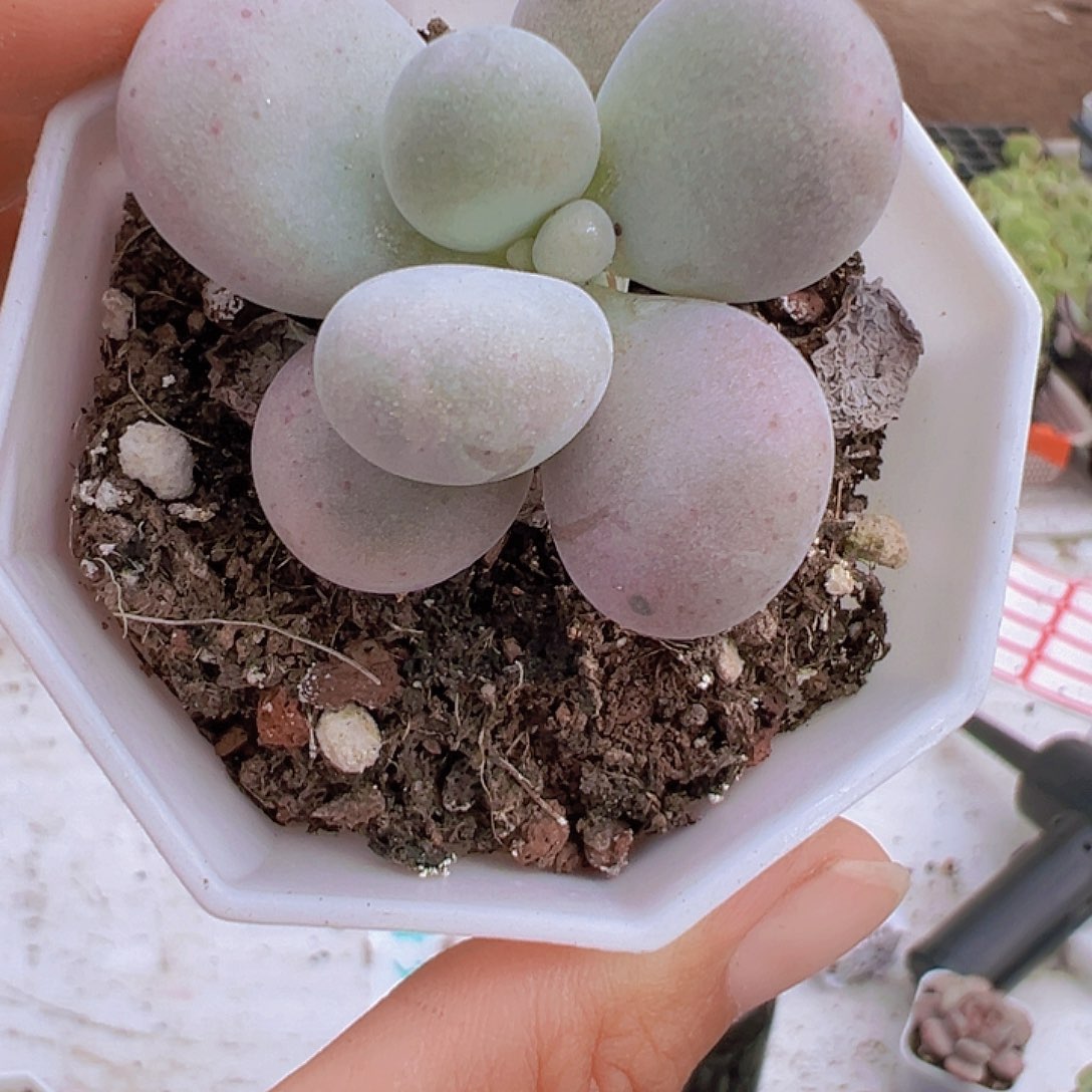 老桩奶酪19包邮多肉