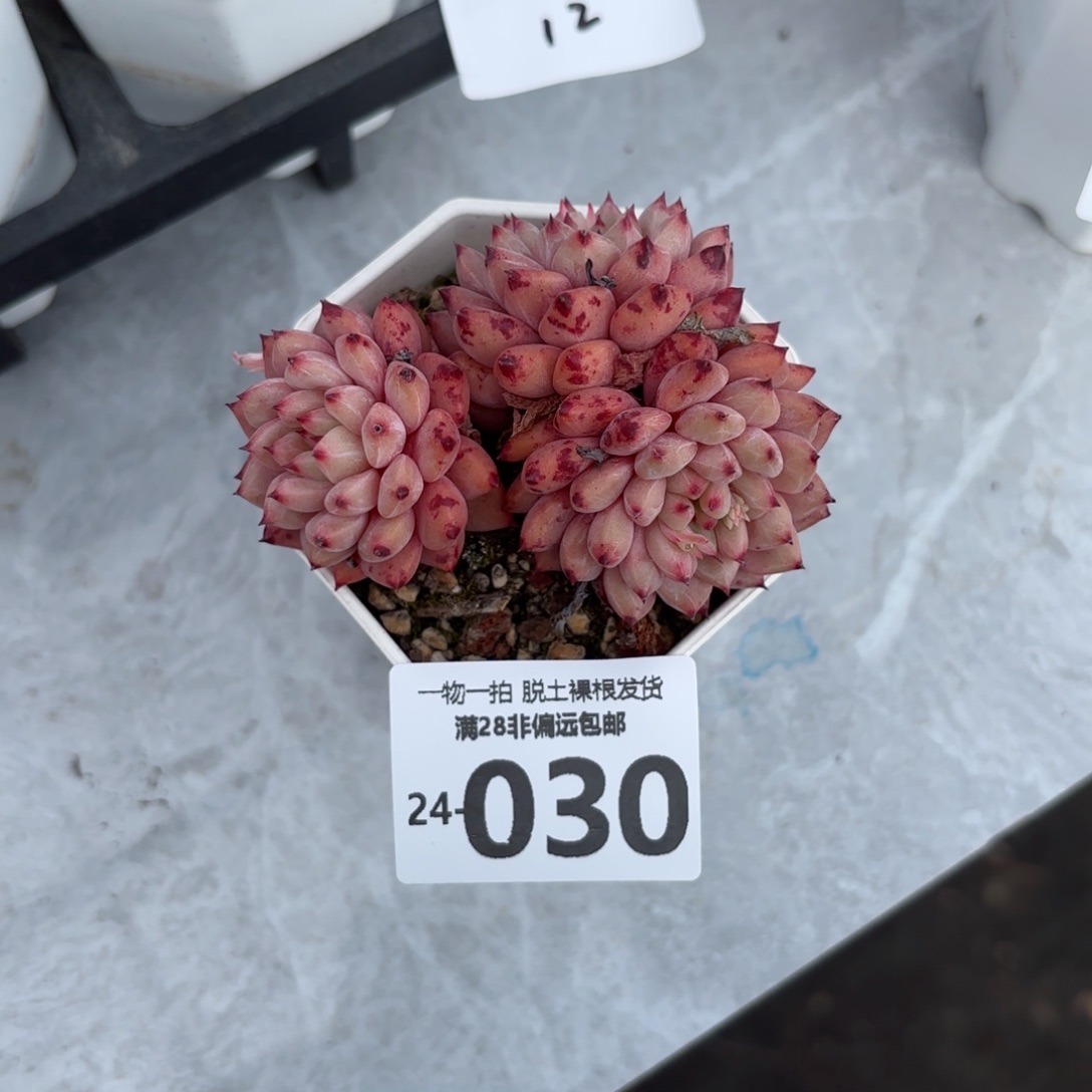 红精灵多肉多肉多肉