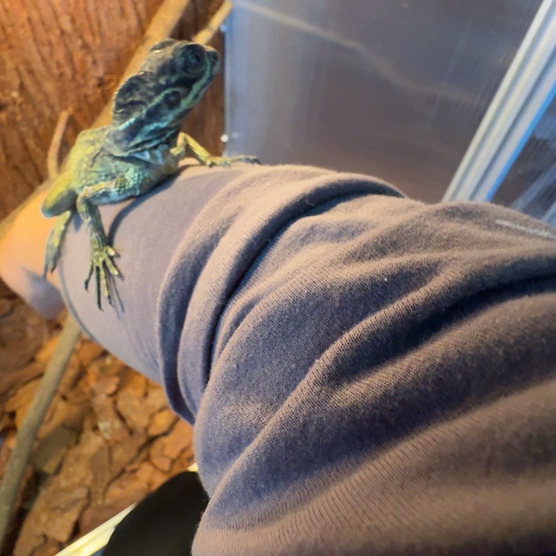 豹纹守宫菲律宾斑帆公包健康售后