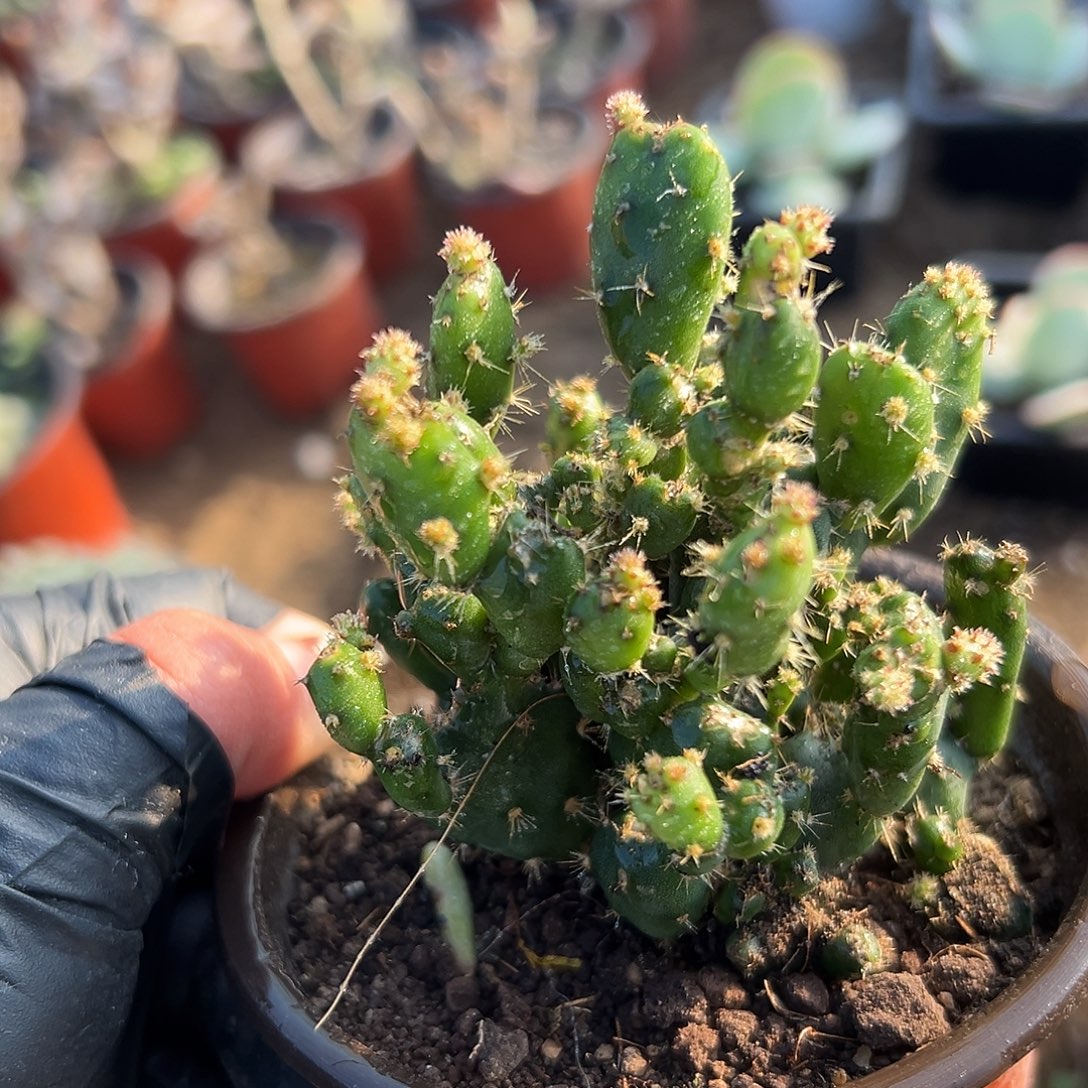 多肉植物团扇系列