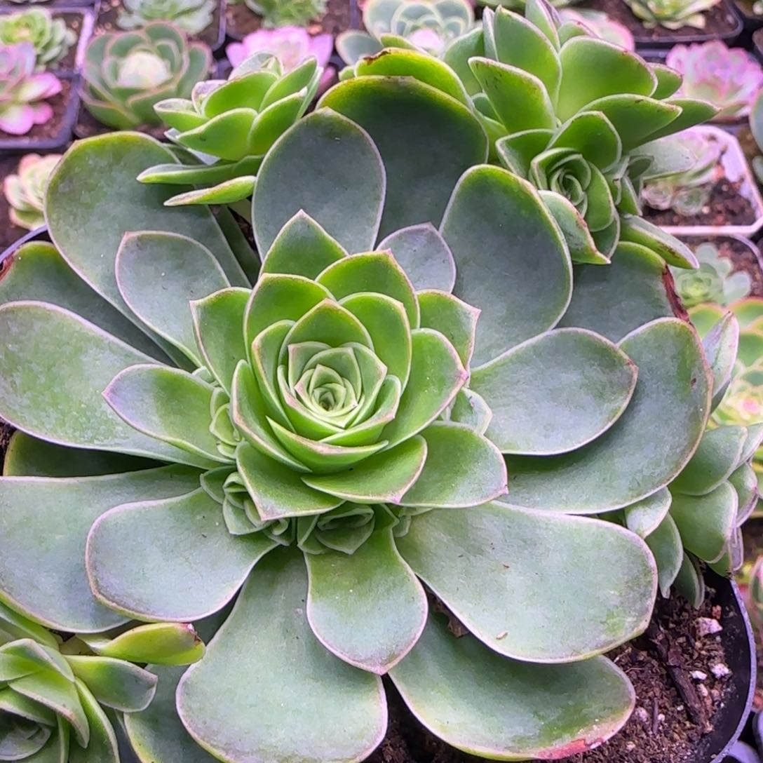 12厘米捧花紫色玫瑰1121243535