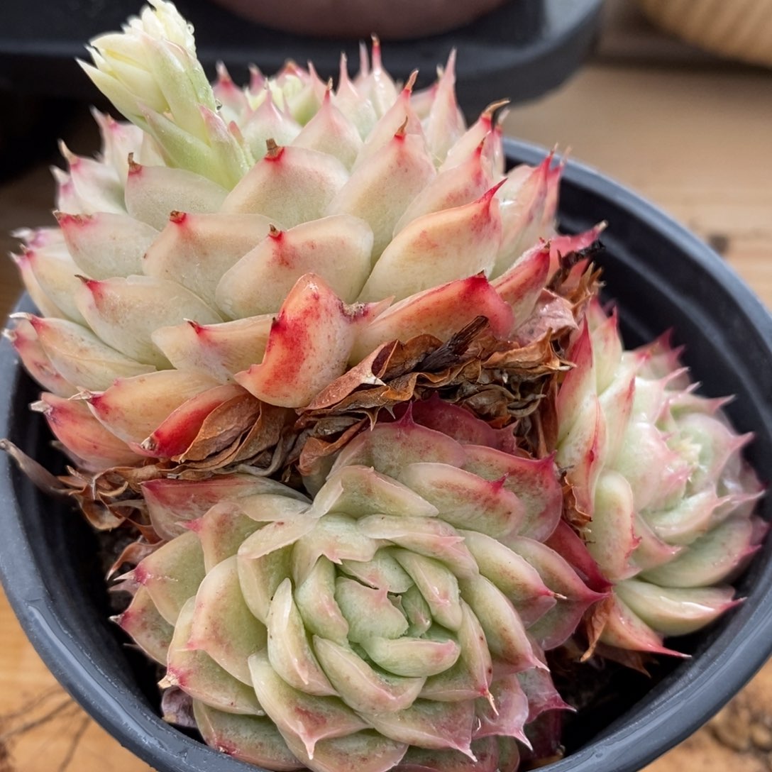 一物一拍多肉植物-卡杂带冰边