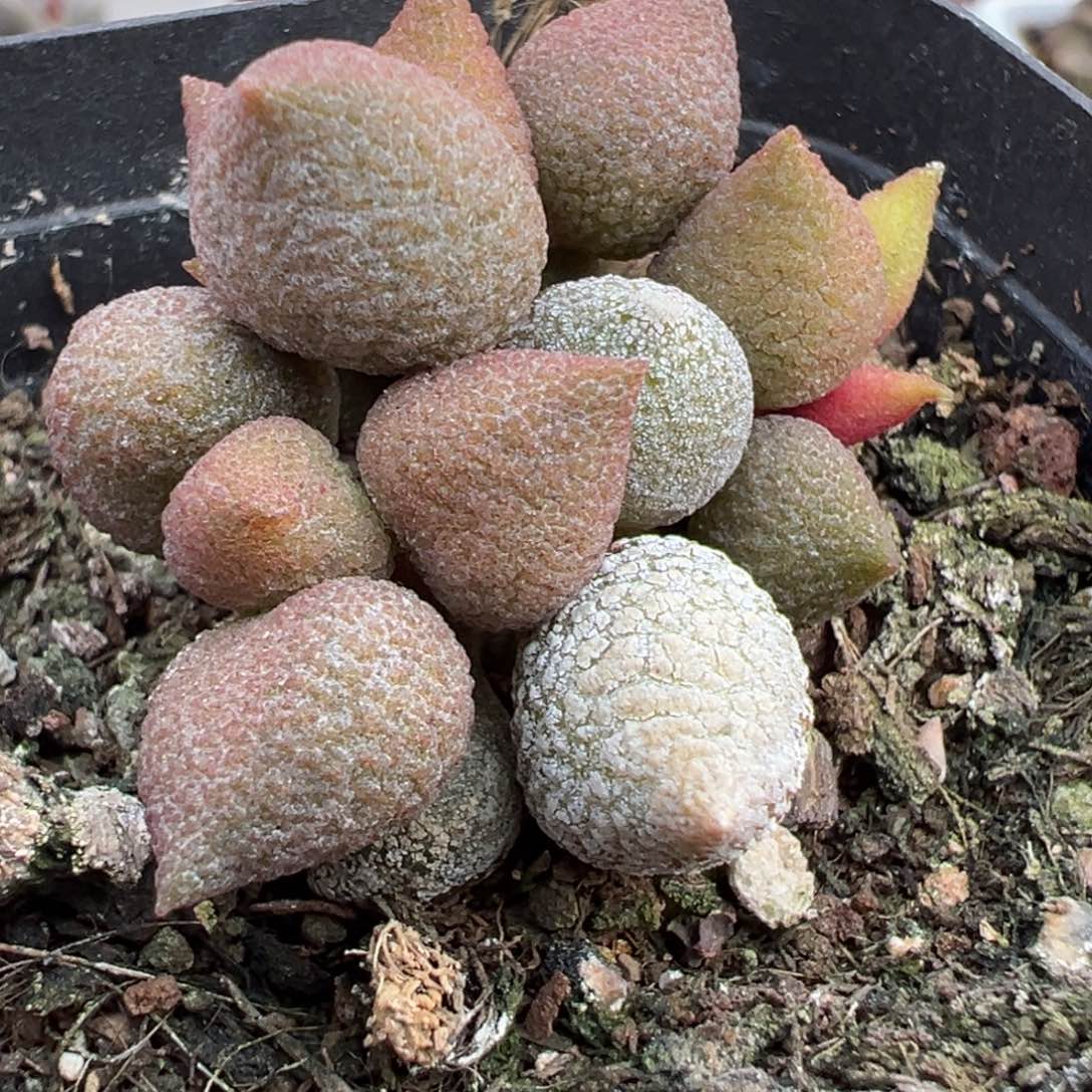 小辣椒多头纯木质桩