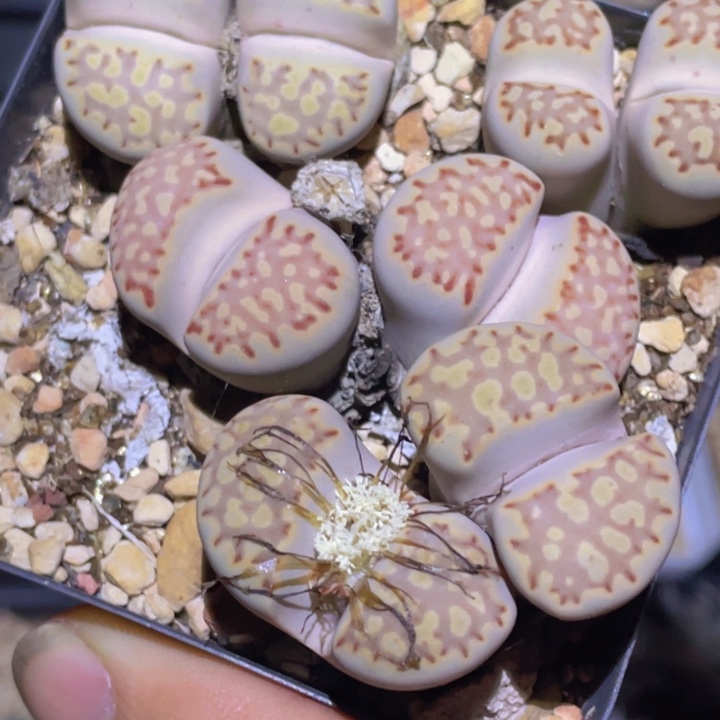 58008886888888888888888