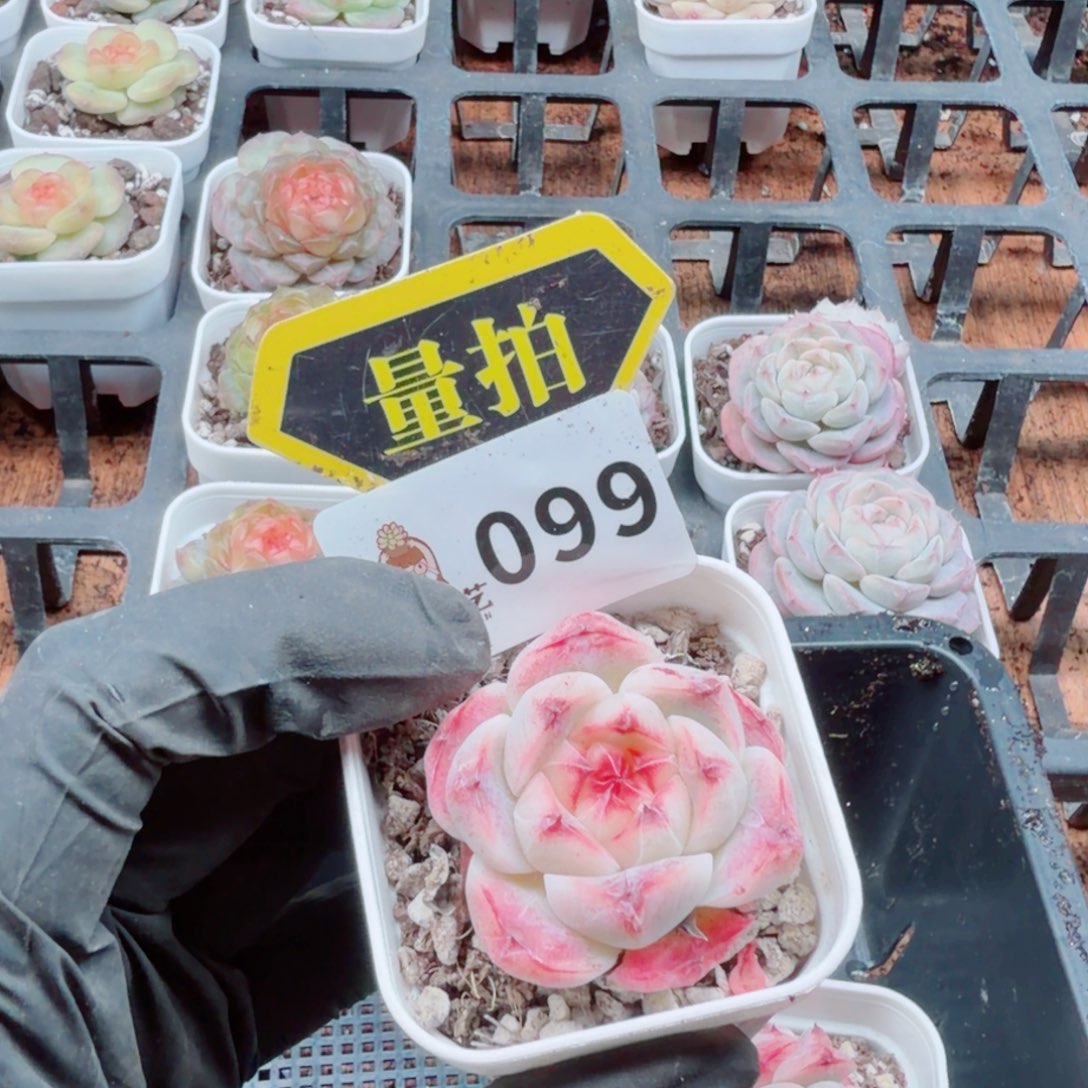 多肉植物多肉植物