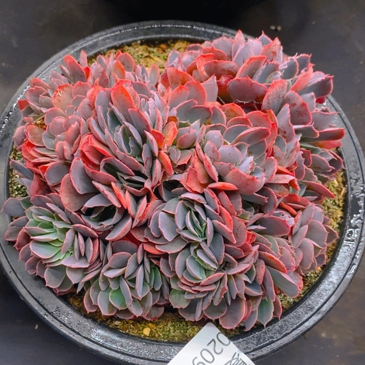 夏悦多肉0209-103晚霞之舞缀