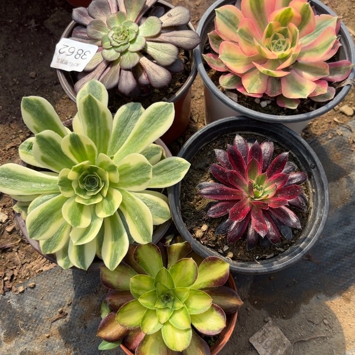 5颗多肉法师3862