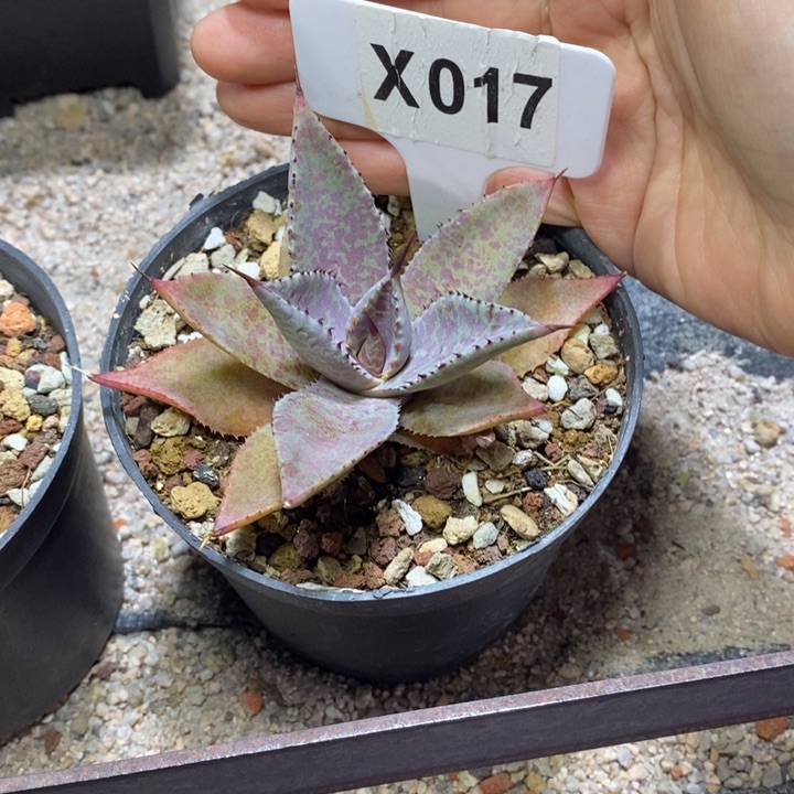 乄*福利厚叶血雨！！！！！