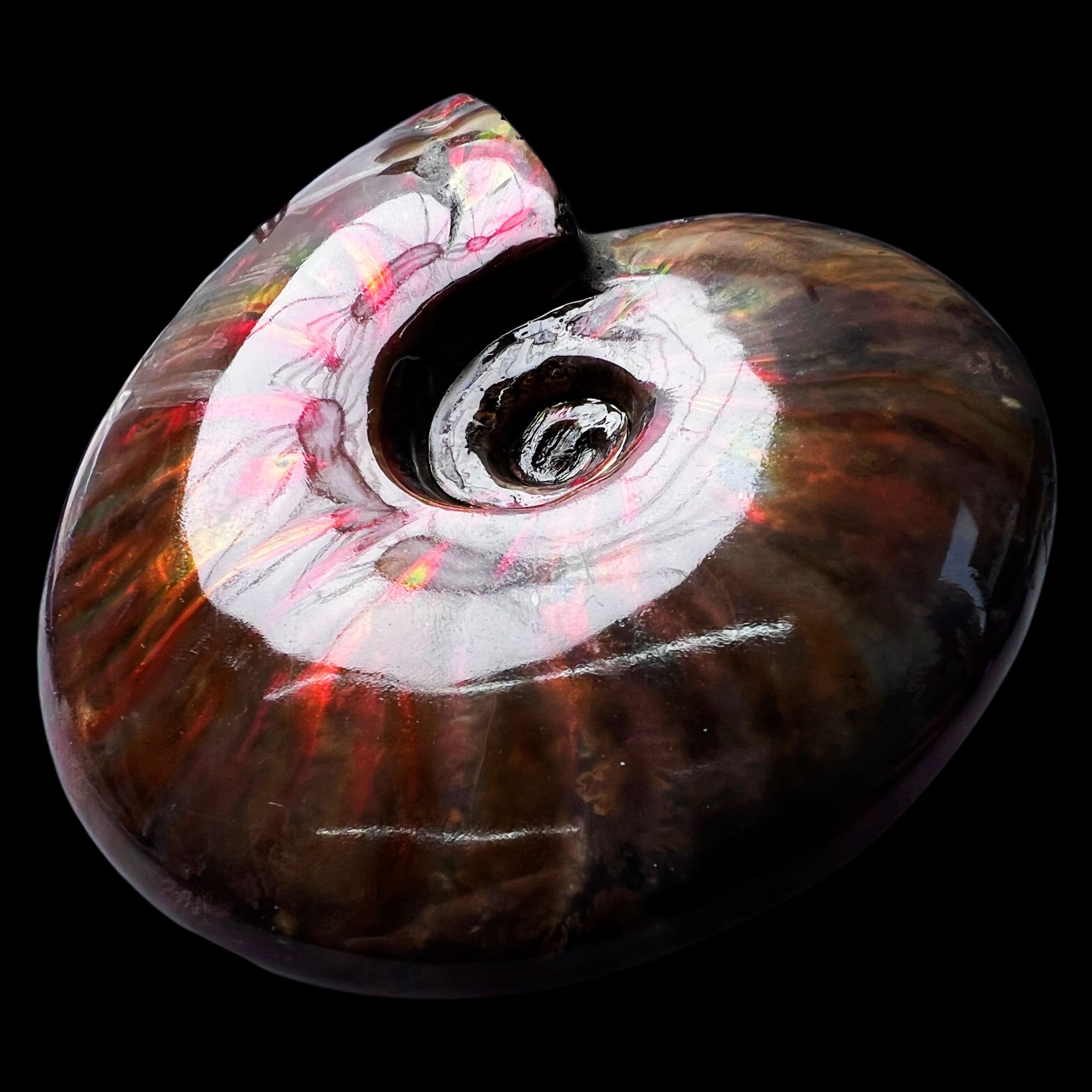 【 叶菊石（火凤凰）】109.3mm 马达加斯加 古贝壳 X14