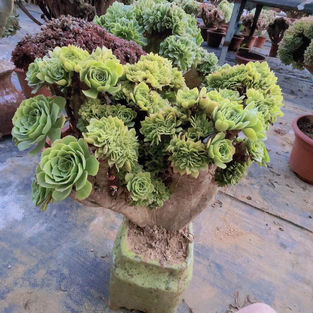 【闪购商品】无花朵绿羊绒