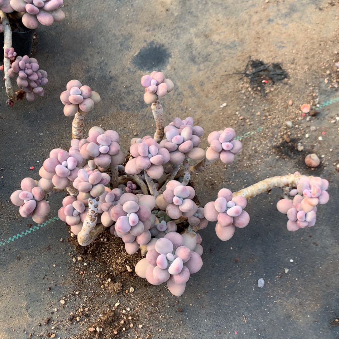 桃蛋老桩有瑕疵不带盆48号