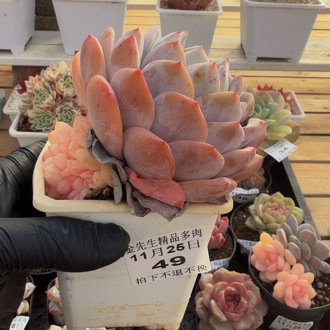 1125-49橙梦露阴阳锦缀