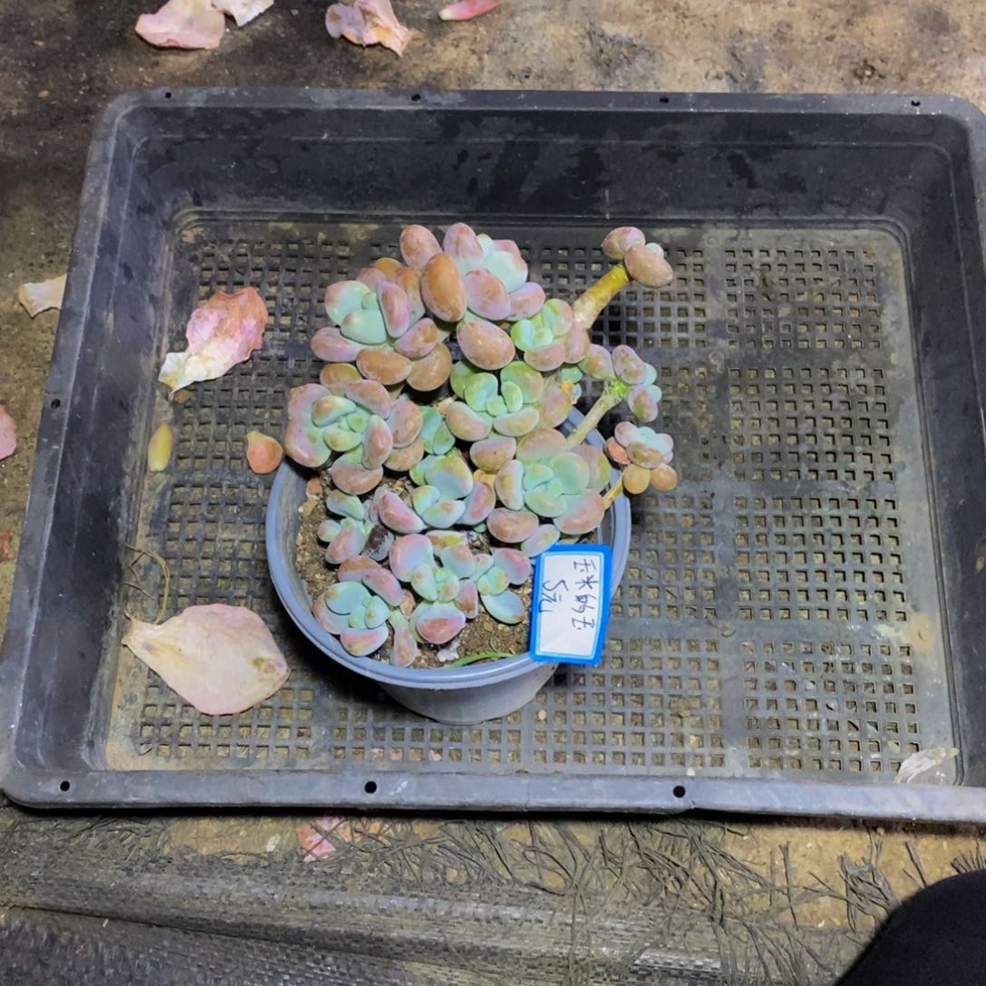 玉***玉一物一拍一物一拍