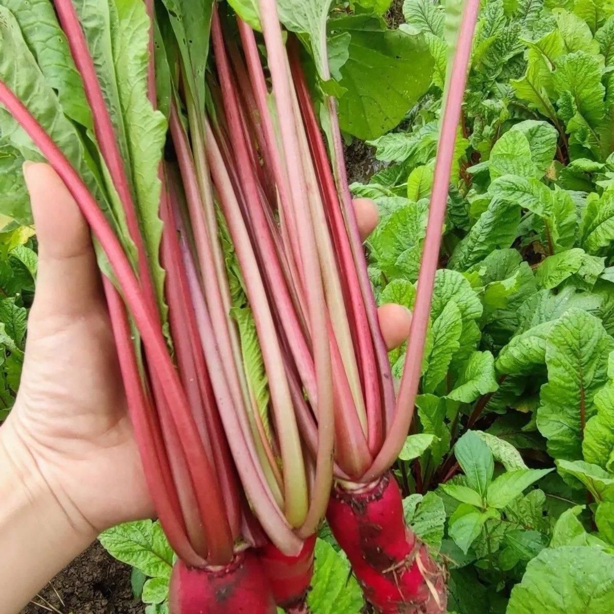 新鲜红萝卜菜叶缨子农家自种现摘现发可腌制酸菜爽口养生蔬菜