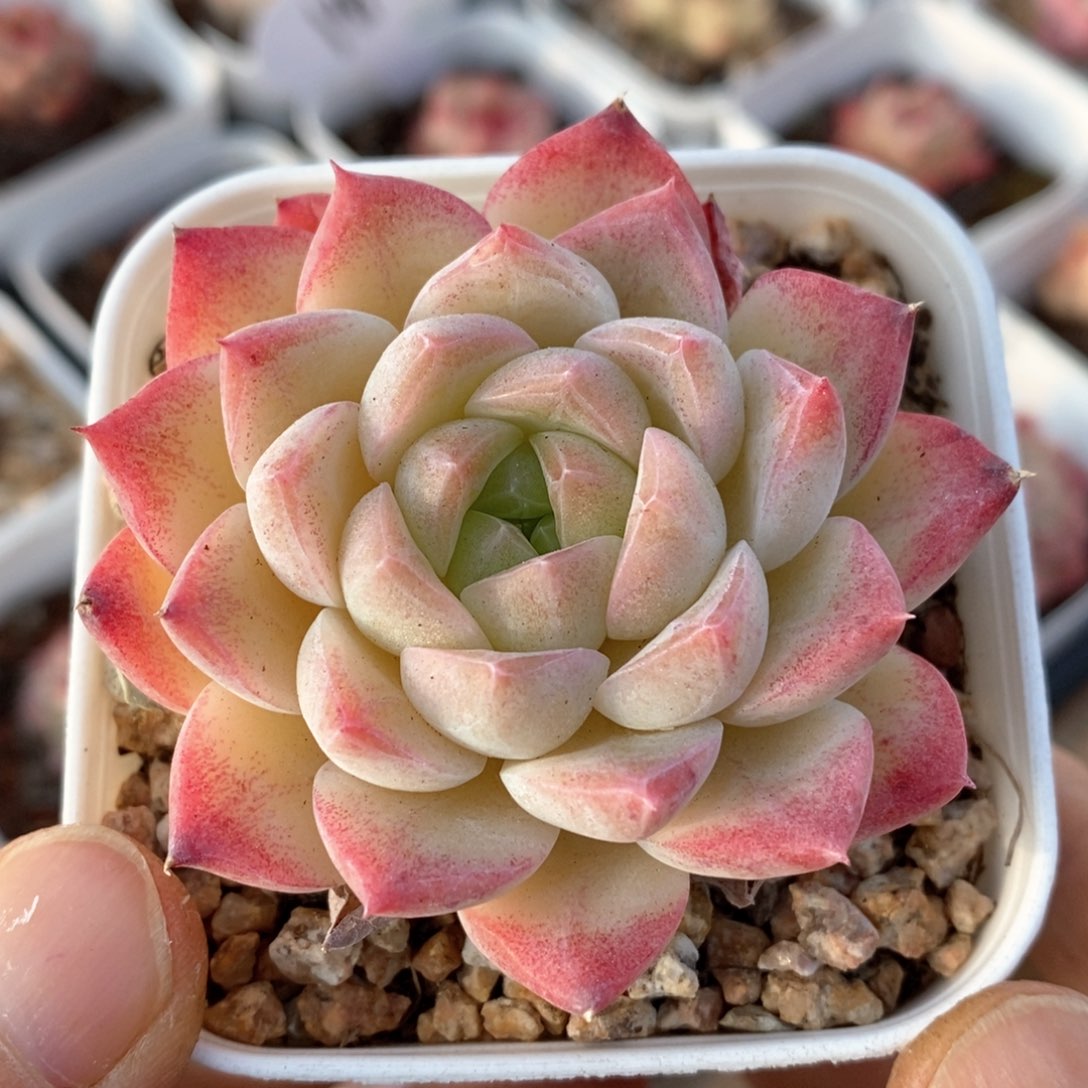 精品多肉一物一拍208