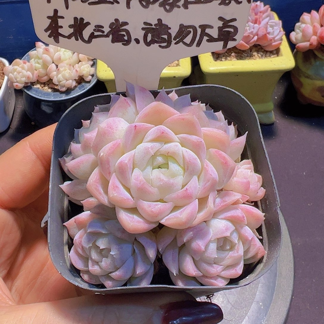 新品女王珍妮，一物一拍，