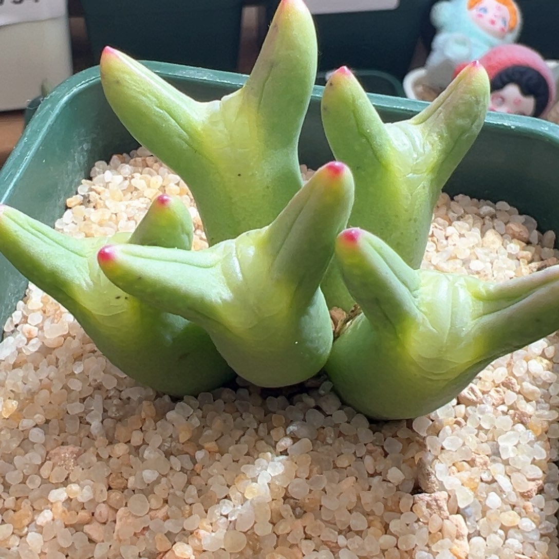 149优选0136皮卡丘五头