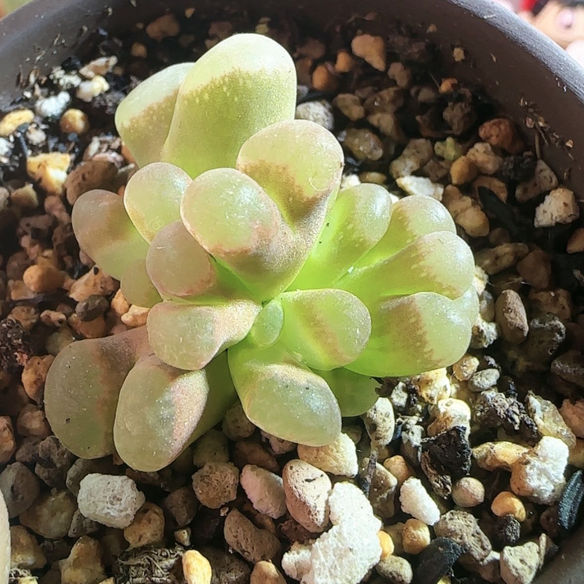 【闪购商品】变异群生12345