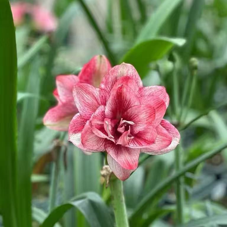 朱顶红 一物一拍