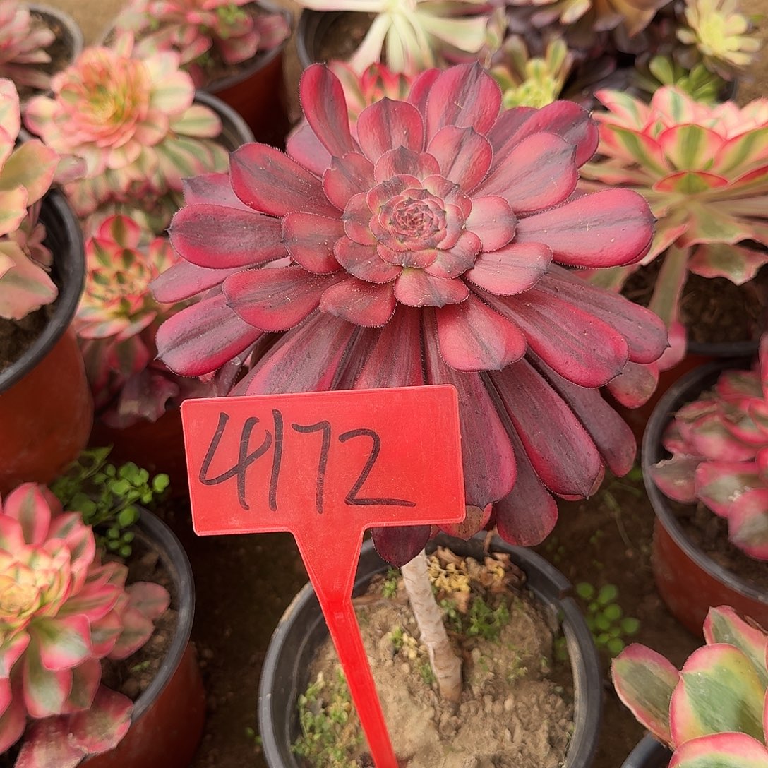 星***愿4172红茶多肉法师