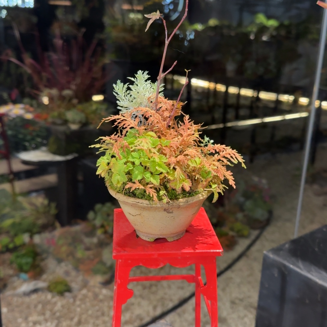 全部花朵山野草手作盆