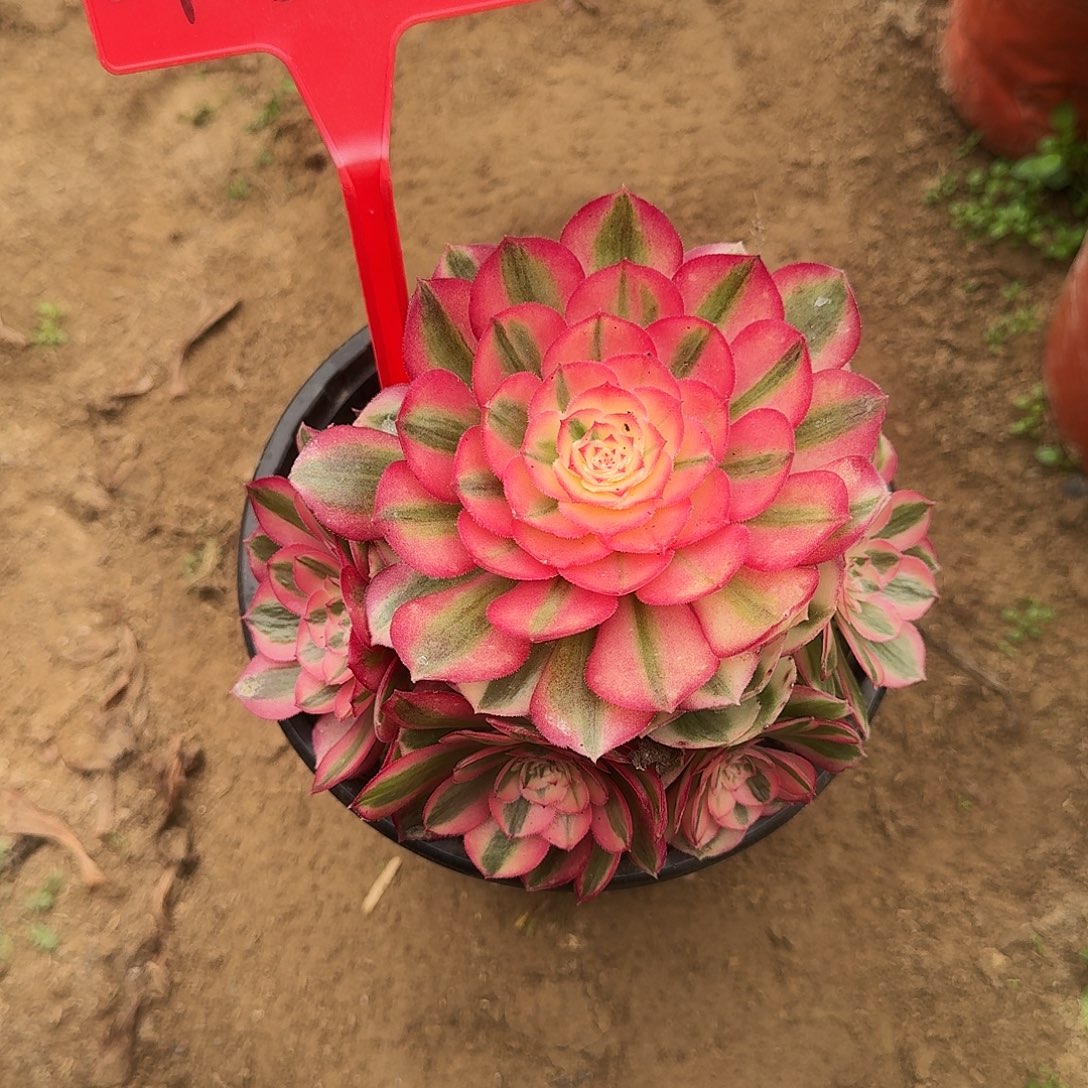 4516倾城多肉法师